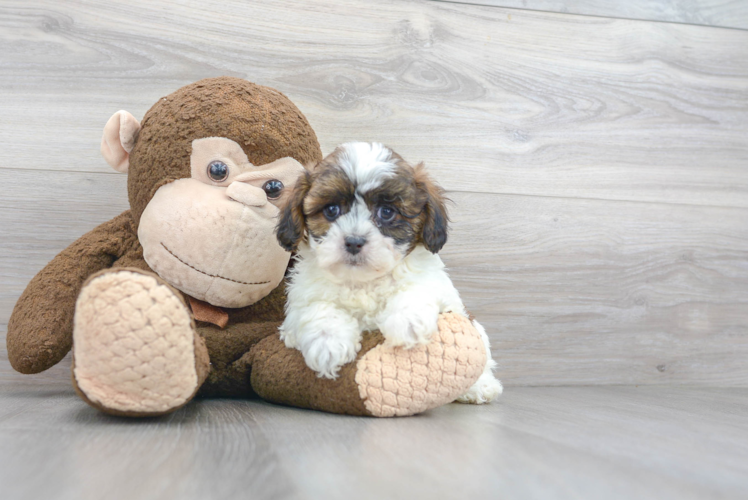 Happy Shih Poo Baby