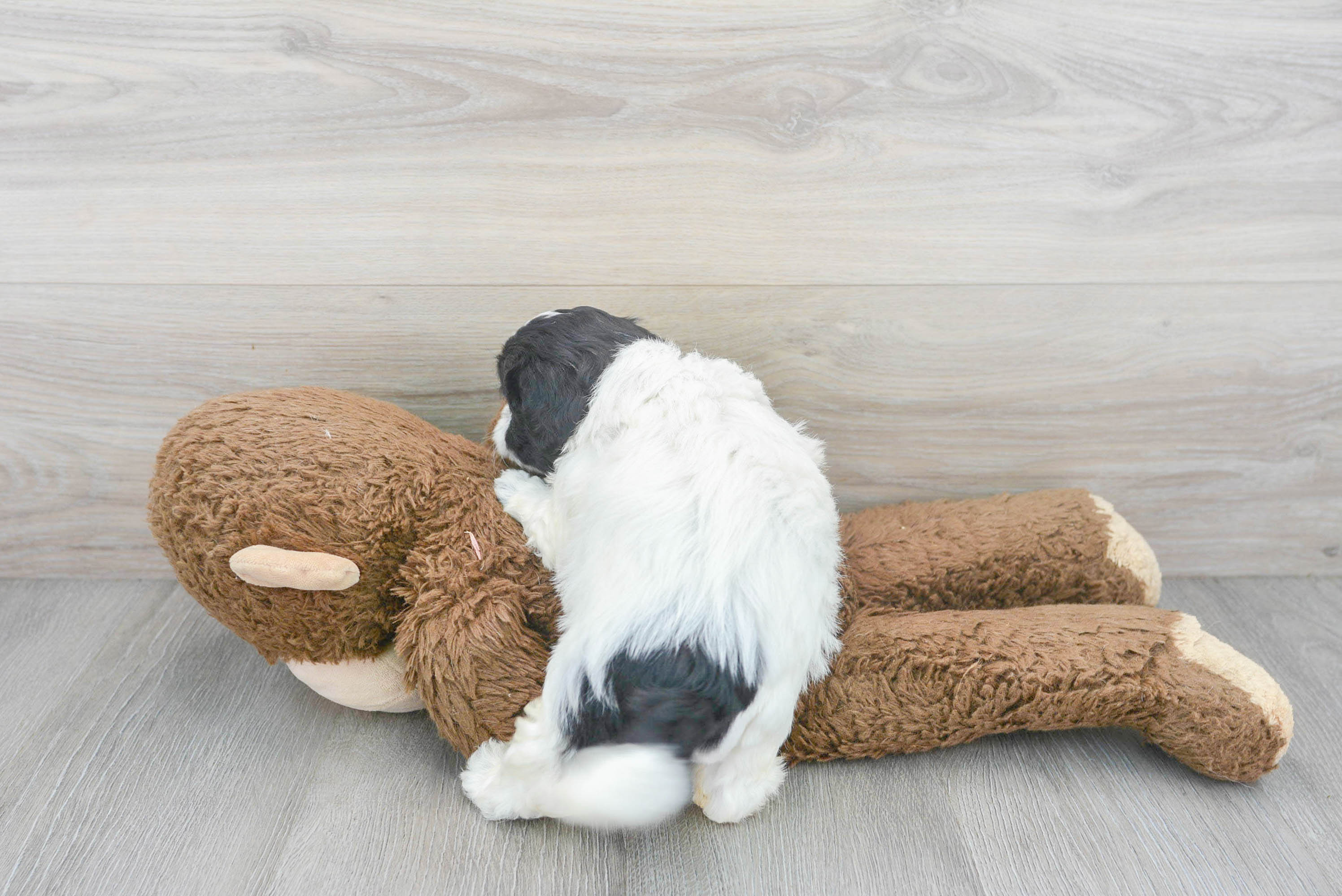 Happy Shih Poo Kelly: 2lb 15oz Doodle Puppy