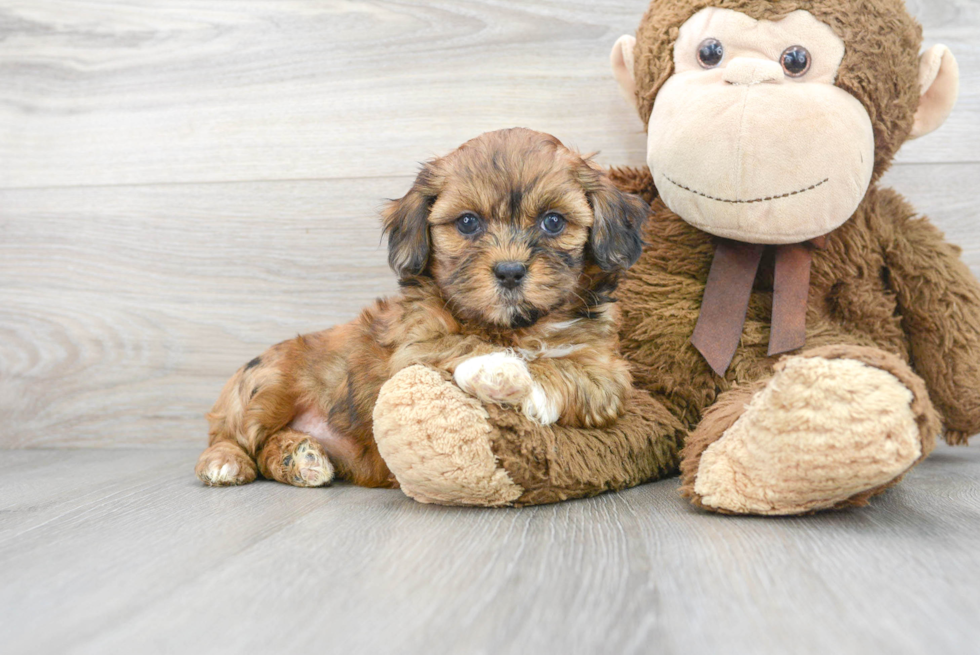 Energetic Shihpoo Poodle Mix Puppy