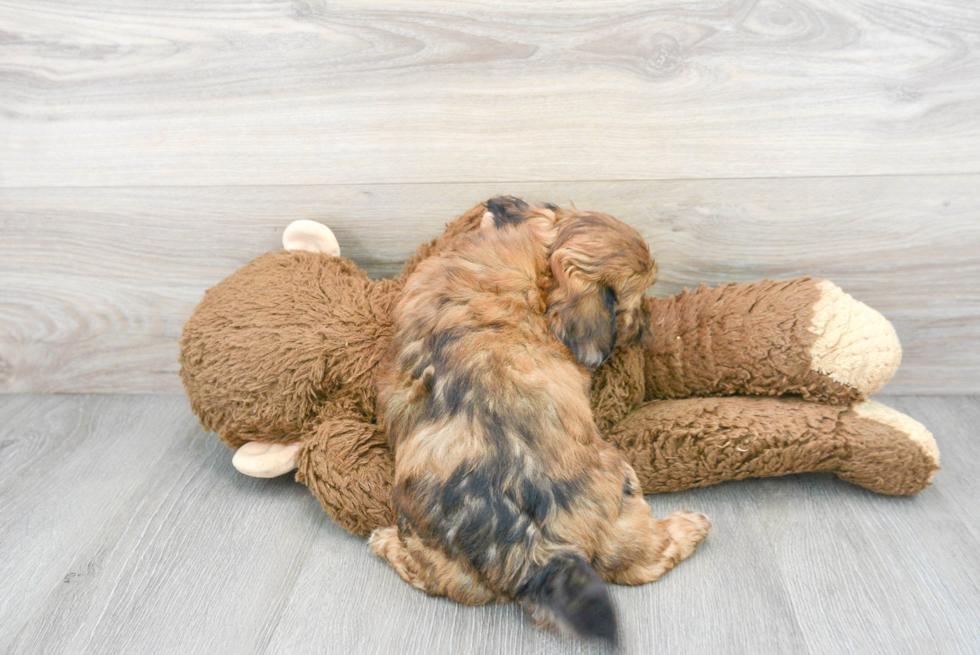 Friendly Shih Poo Baby