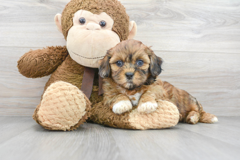 Adorable Shihpoo Poodle Mix Puppy