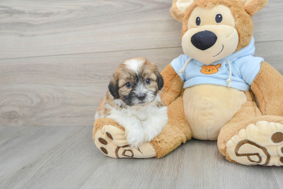 Shih Poo Pup Being Cute