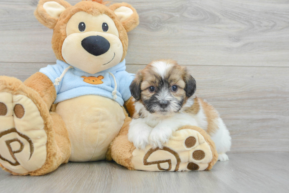 Shih Poo Pup Being Cute