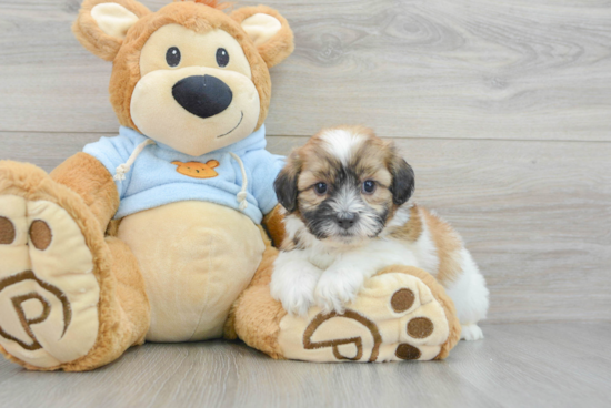 Shih Poo Pup Being Cute