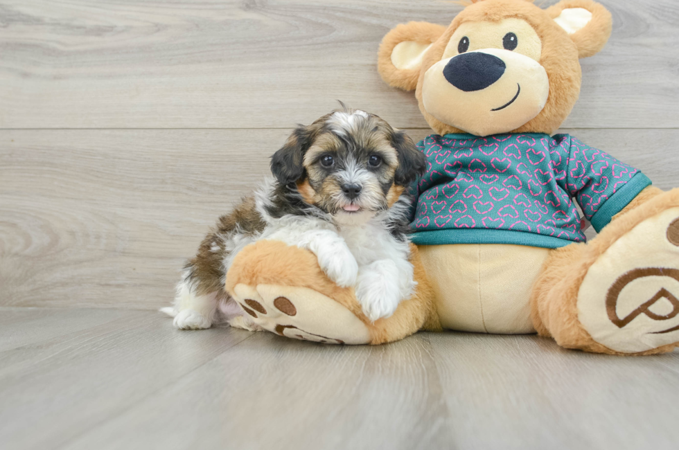 6 week old Shih Poo Puppy For Sale - Premier Pups