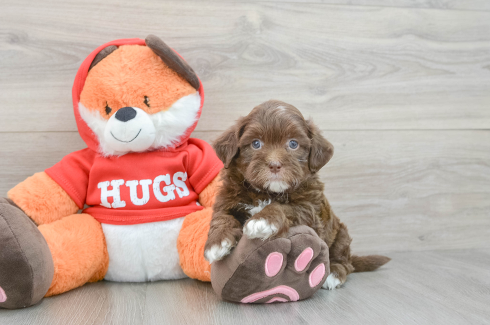 6 week old Shih Poo Puppy For Sale - Premier Pups