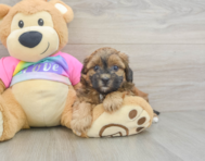 8 week old Shih Poo Puppy For Sale - Premier Pups