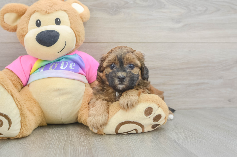 5 week old Shih Poo Puppy For Sale - Premier Pups