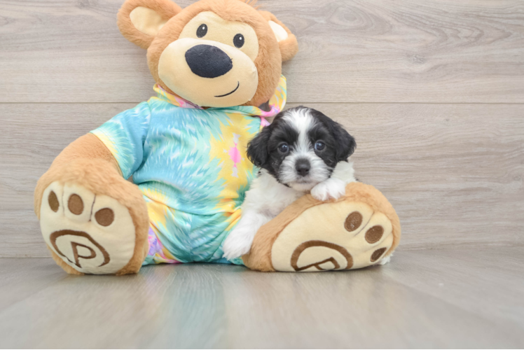 Best Shih Poo Baby