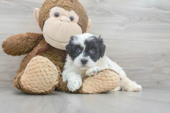 Shih Poo Puppy for Adoption