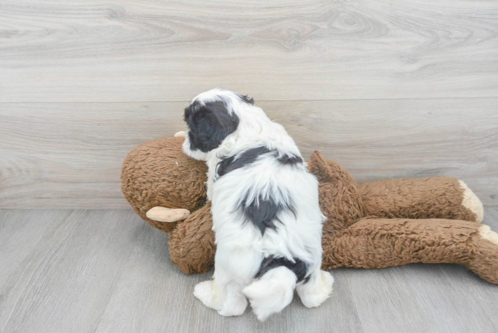 Energetic Shihpoo Poodle Mix Puppy