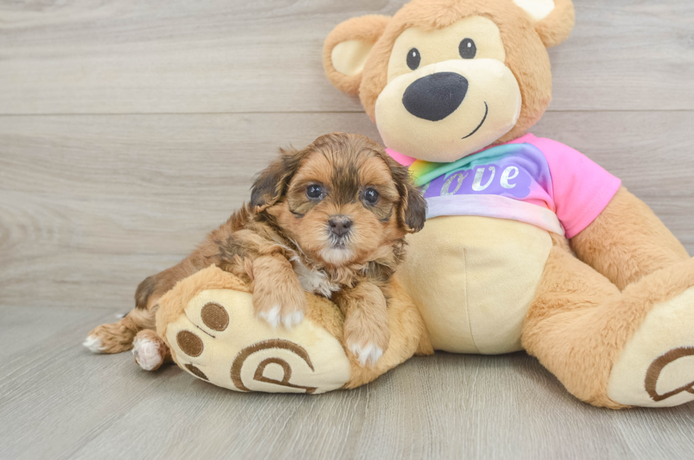 5 week old Shih Poo Puppy For Sale - Premier Pups