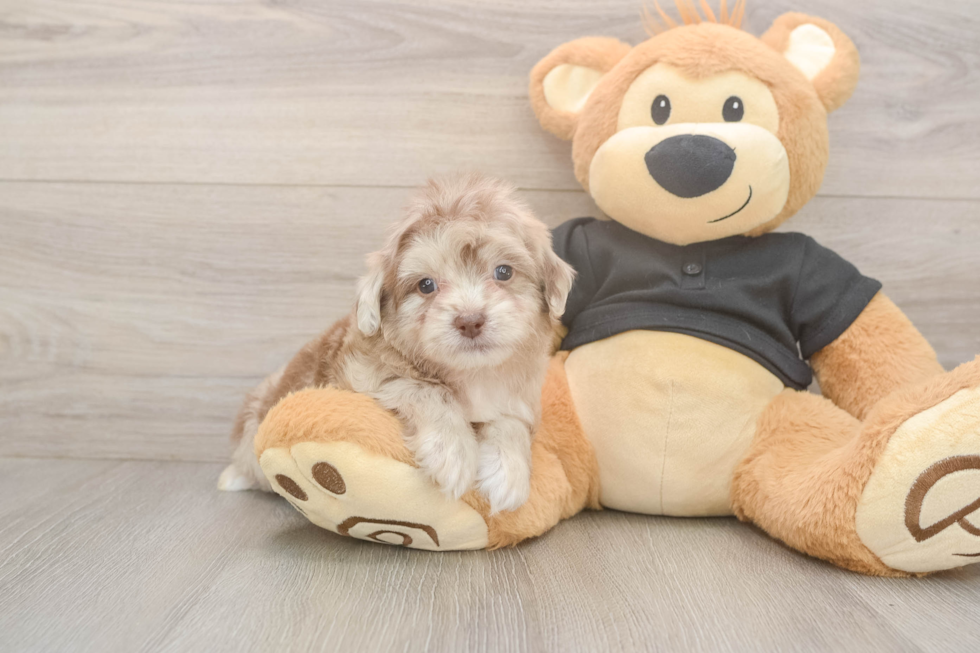 Meet Kennedy - our Shih Poo Puppy Photo  2/3 - Premier Pups Best Shih Poo Baby