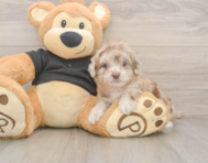 7 week old Shih Poo Puppy For Sale - Premier Pups