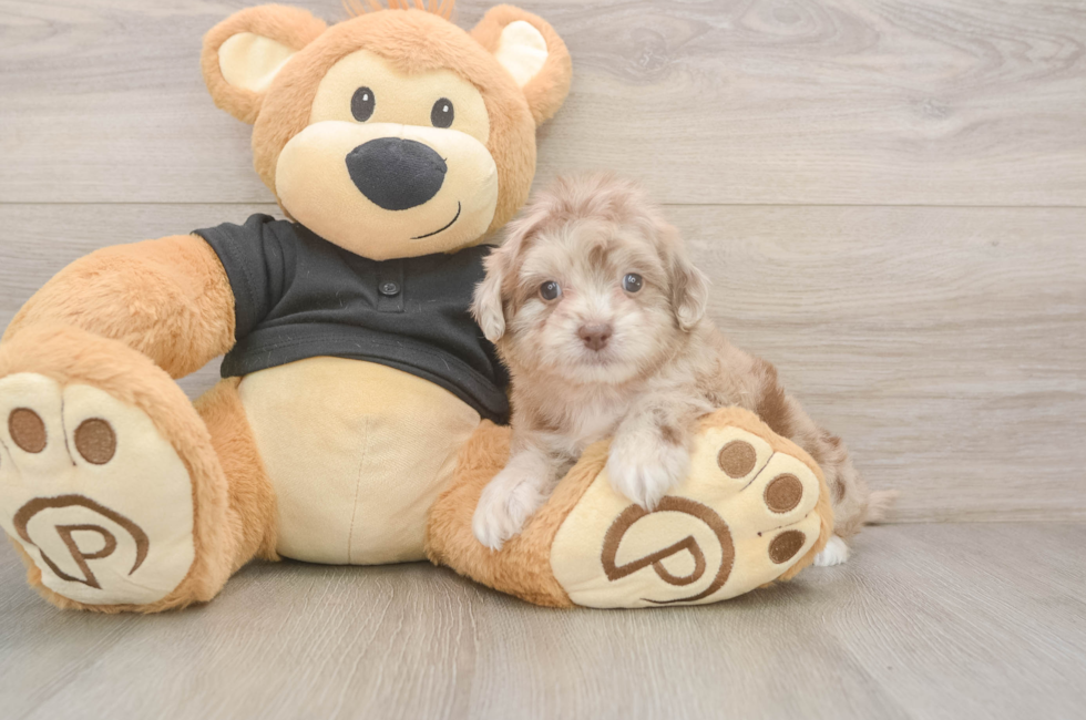 5 week old Shih Poo Puppy For Sale - Premier Pups