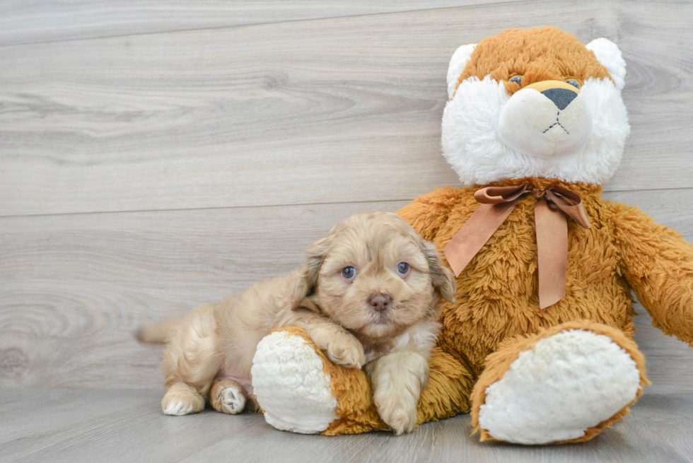 Smart Shih Poo Poodle Mix Pup