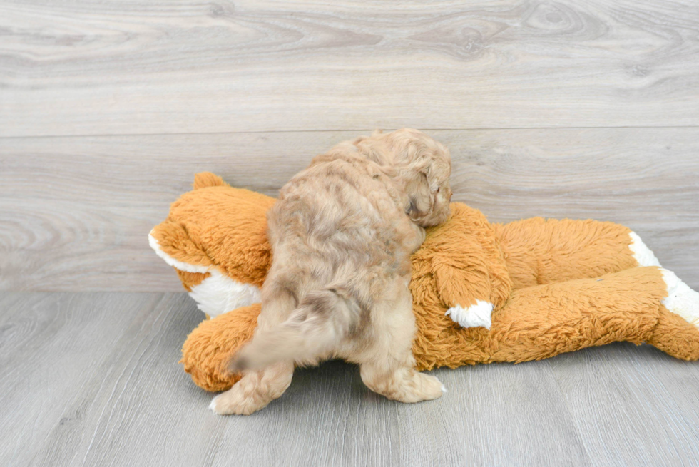Shih Poo Pup Being Cute
