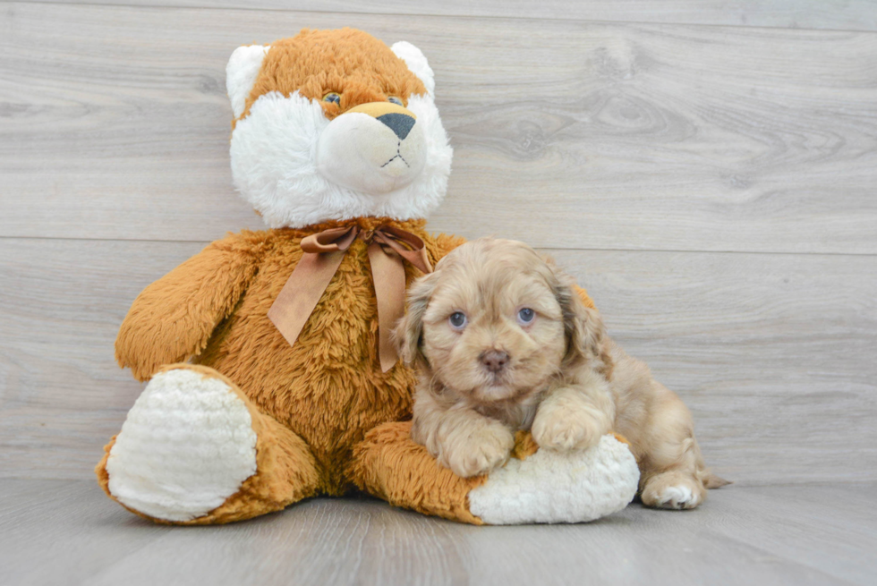 Shih Poo Pup Being Cute