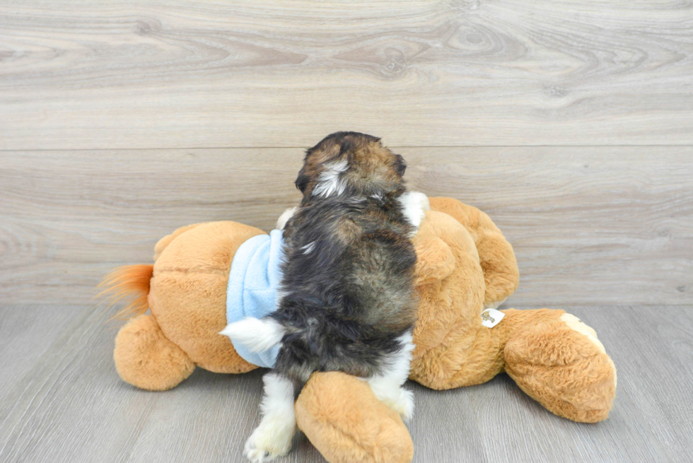 Energetic Shih Poo Poodle Mix Puppy