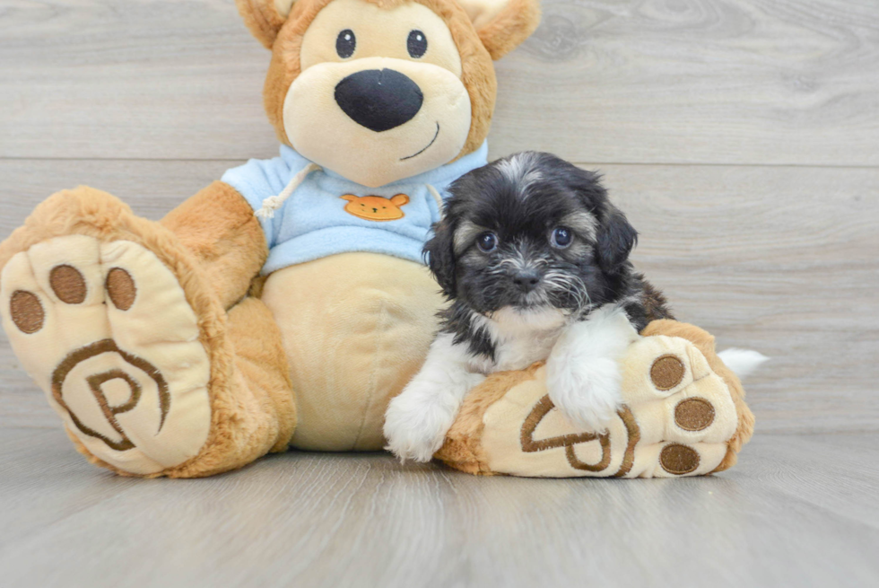 Playful Shihpoo Poodle Mix Puppy