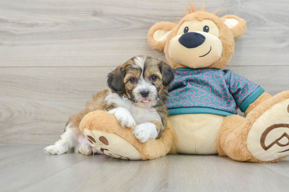 6 week old Shih Poo Puppy For Sale - Premier Pups