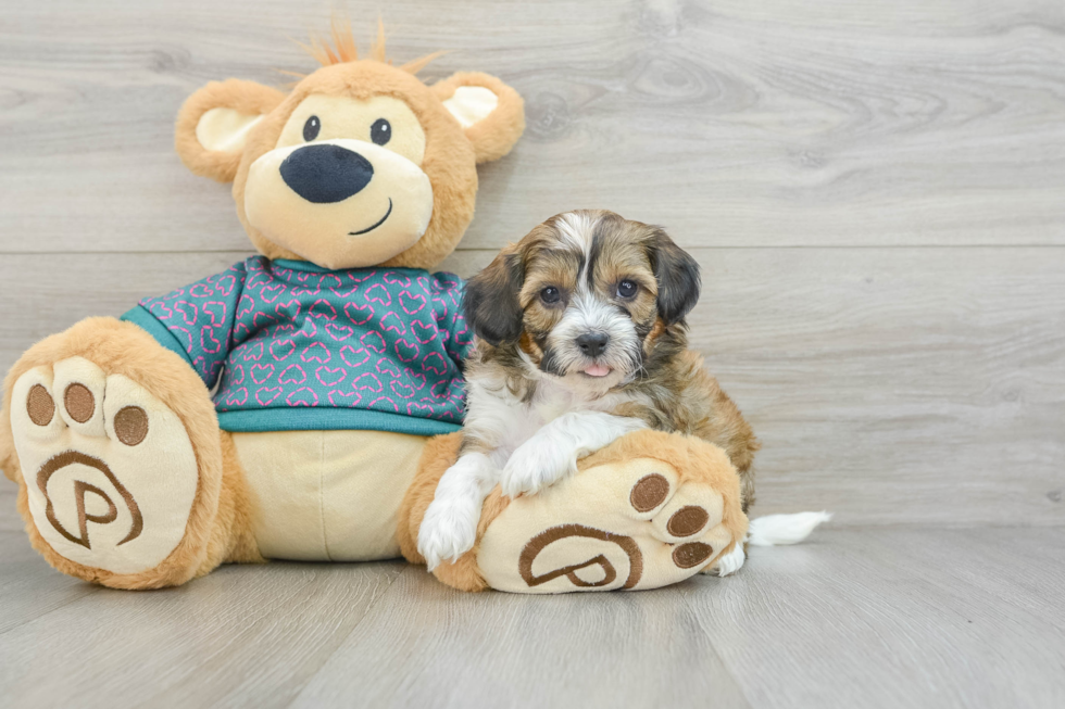 Little Shih Poo Poodle Mix Puppy