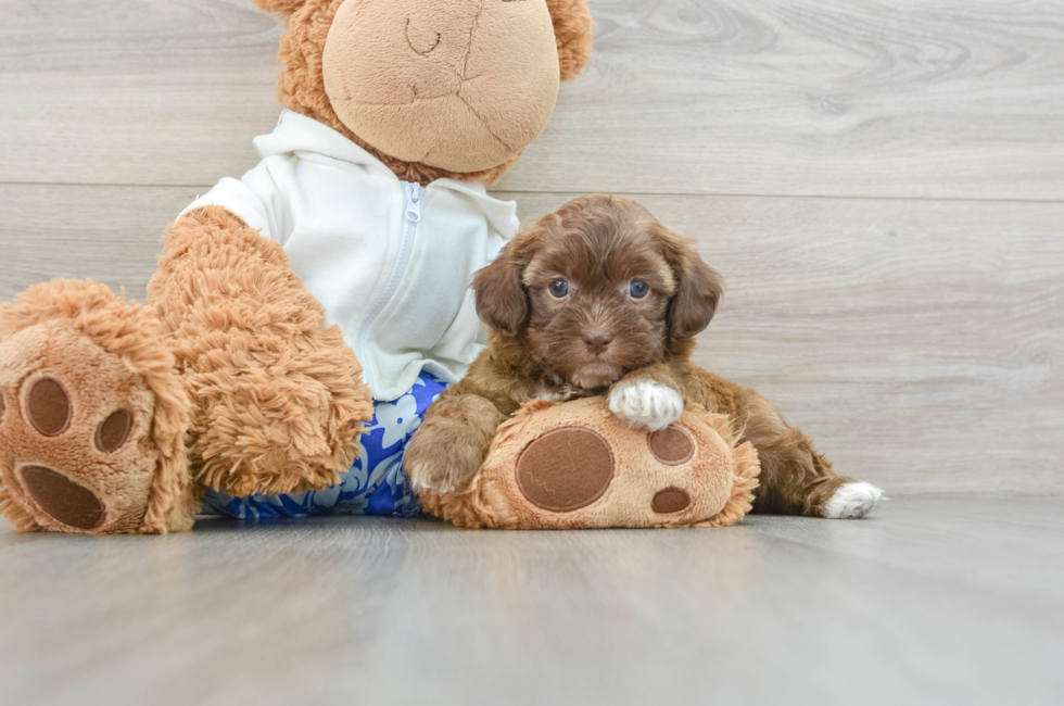 5 week old Shih Poo Puppy For Sale - Premier Pups