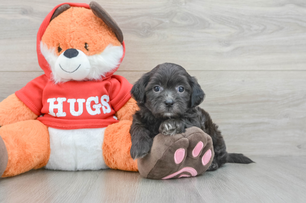 6 week old Shih Poo Puppy For Sale - Premier Pups