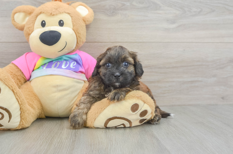 5 week old Shih Poo Puppy For Sale - Premier Pups
