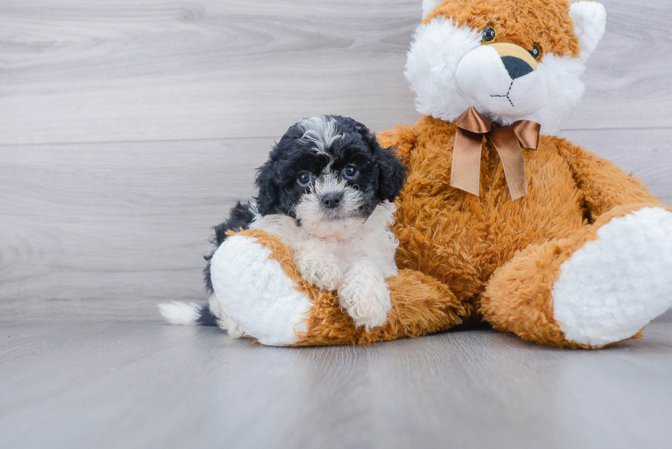 Sweet Shih Poo Baby