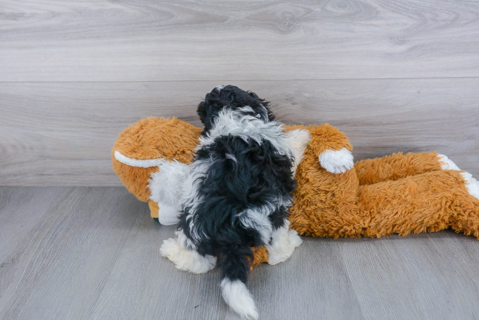 Popular Shih Poo Poodle Mix Pup