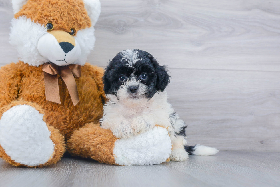 Funny Shih Poo Poodle Mix Pup