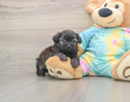 6 week old Shih Poo Puppy For Sale - Premier Pups
