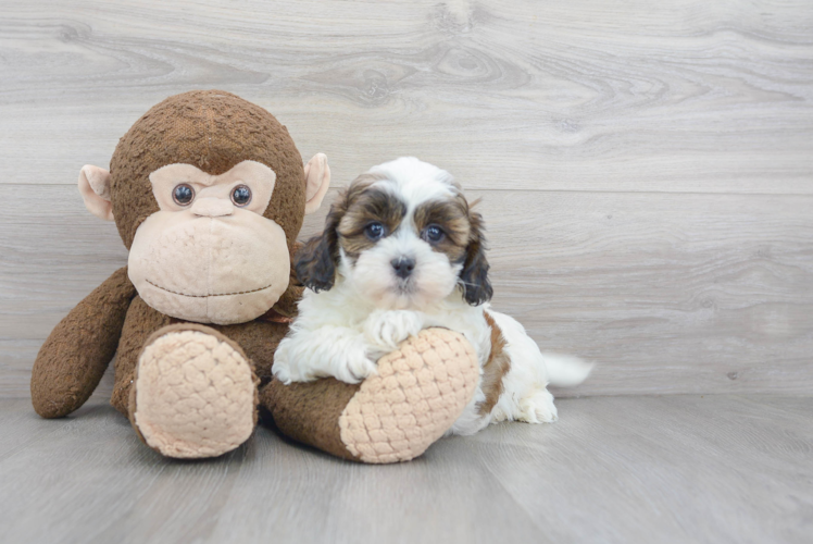 Adorable Shihpoo Poodle Mix Puppy