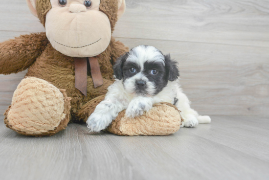 Shih Poo Pup Being Cute