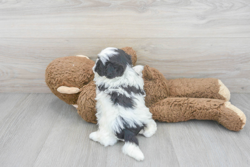 Shih Poo Puppy for Adoption