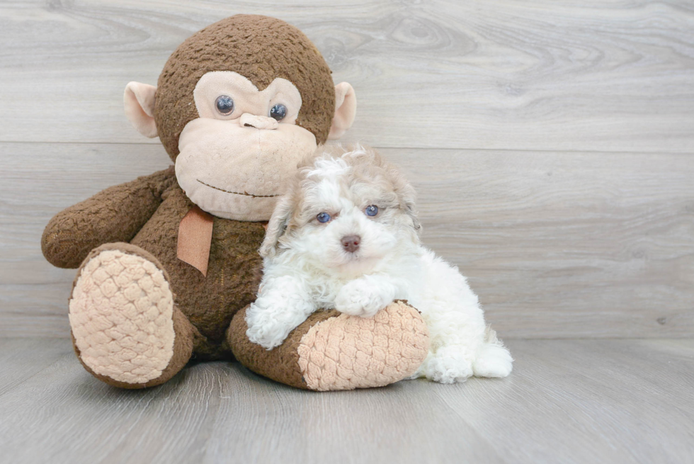 Fluffy Shih Poo Poodle Mix Pup