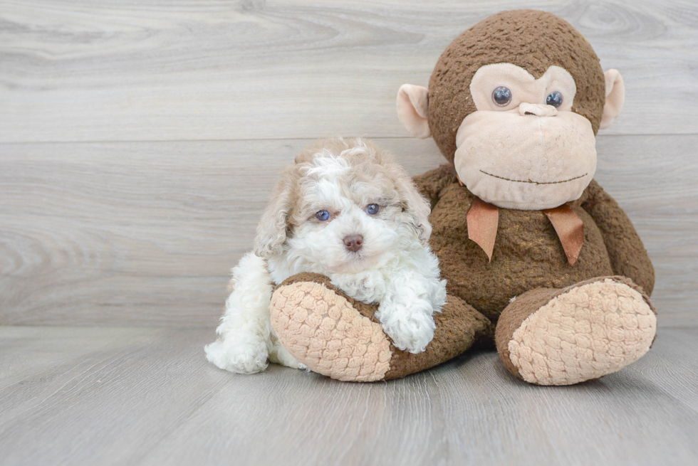 Energetic Shihpoo Poodle Mix Puppy