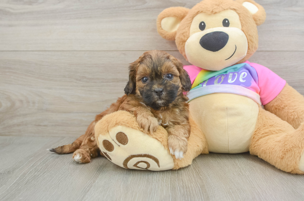 5 week old Shih Poo Puppy For Sale - Premier Pups
