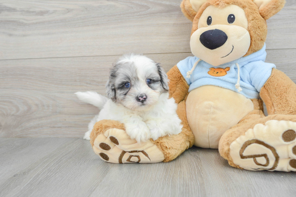 Shih Poo Pup Being Cute