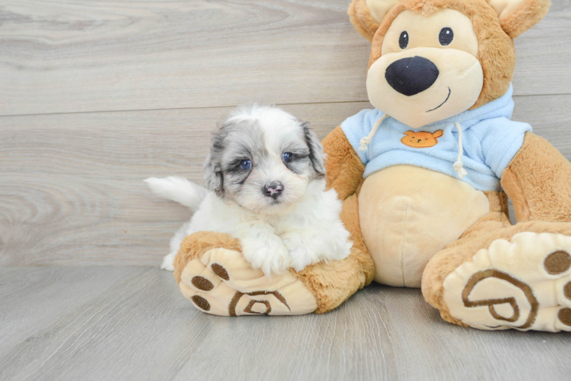 Meet Kristoff - our Shih Poo Puppy Photo 1/3 - Premier Pups