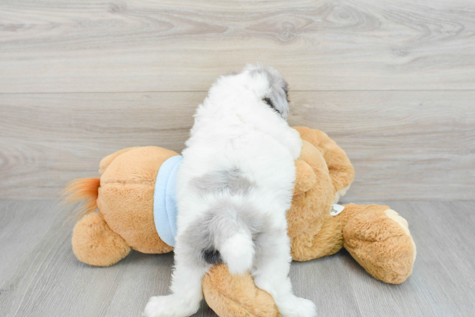 Shih Poo Pup Being Cute