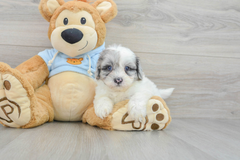 Meet Kristoff - our Shih Poo Puppy Photo 3/3 - Premier Pups