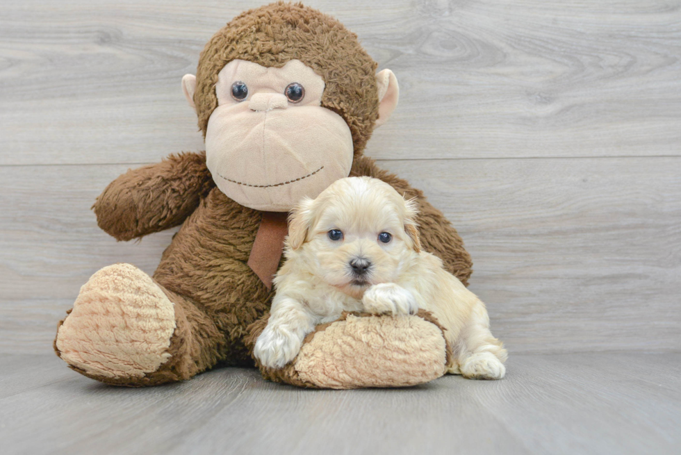 Shih Poo Puppy for Adoption