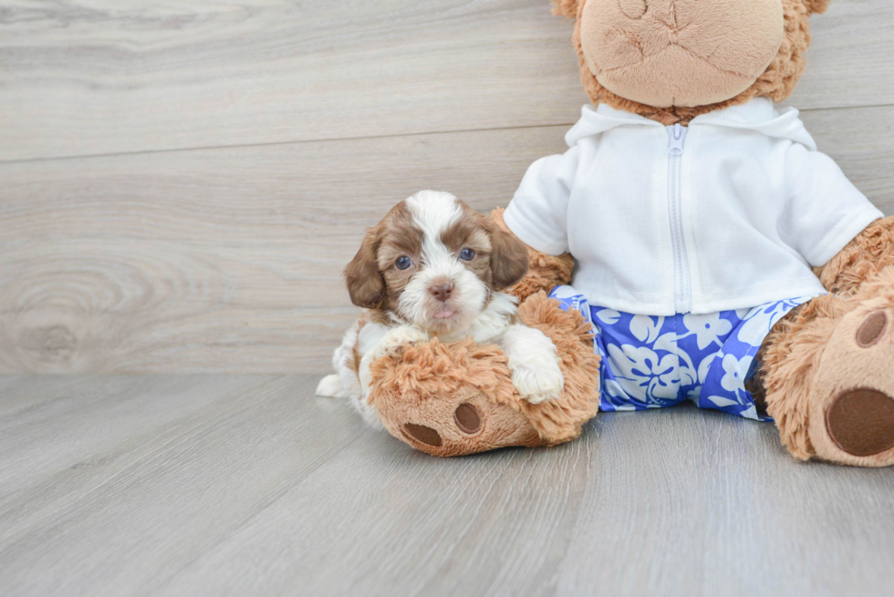 Best Shih Poo Baby