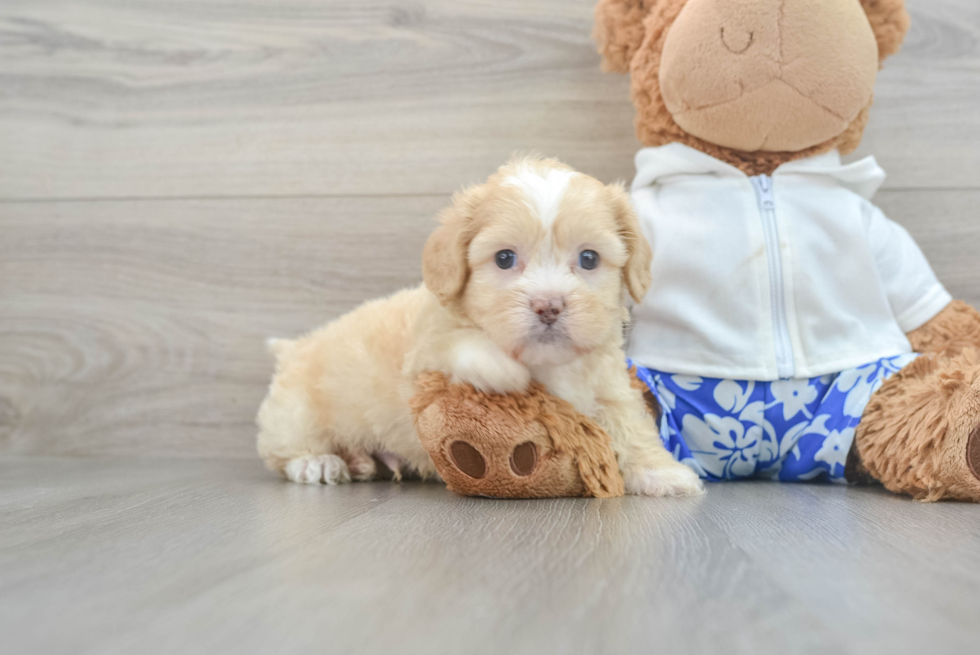 Shih Poo Pup Being Cute