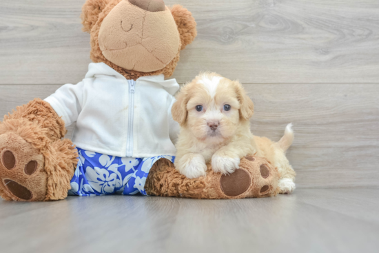 Best Shih Poo Baby