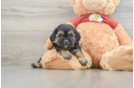 Shih Poo Puppy for Adoption