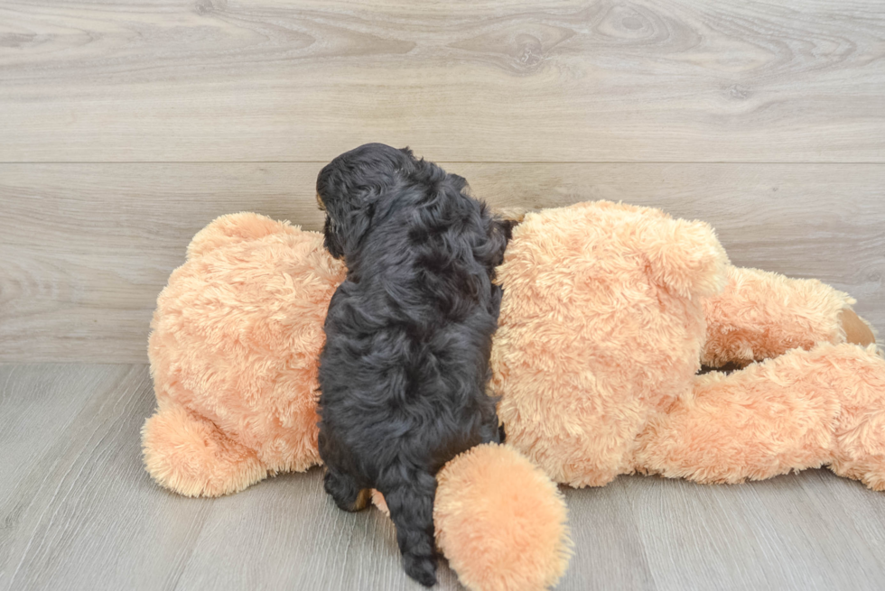 Shih Poo Pup Being Cute