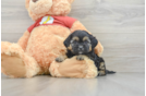 Energetic Shih Poo Poodle Mix Puppy